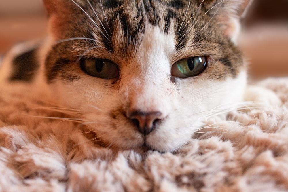 Your guide to ENCOURAGING GOOD BEHAVIOR IN CATS NATURALLY - it's easier than you think