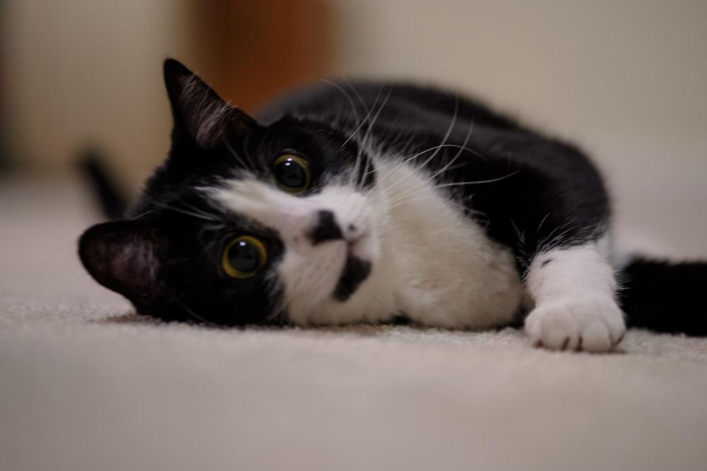 Guide to ENCOURAGING GOOD BEHAVIOR IN CATS NATURALLY - no fuss, just happy, well-behaved felines