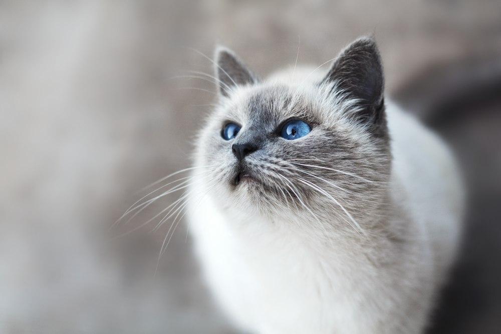 Discover how positive cat training can lead to amazing long-term benefits for your feline friend