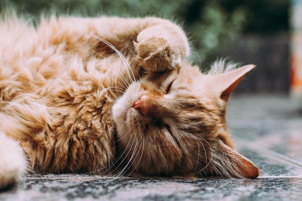 Explore the long-term benefits of positive cat training for a happier pet relationship