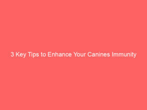 3 Key Tips to Enhance Your Canines Immunity - Pet Health Advisor