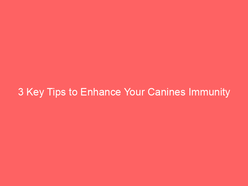 3 key tips to enhance your canines immunity 4773
