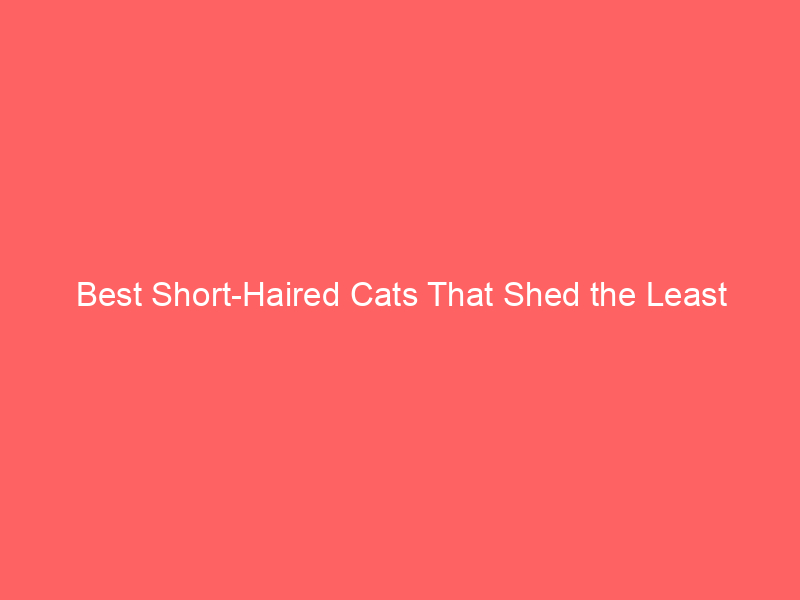 best short haired cats that shed the least 5667