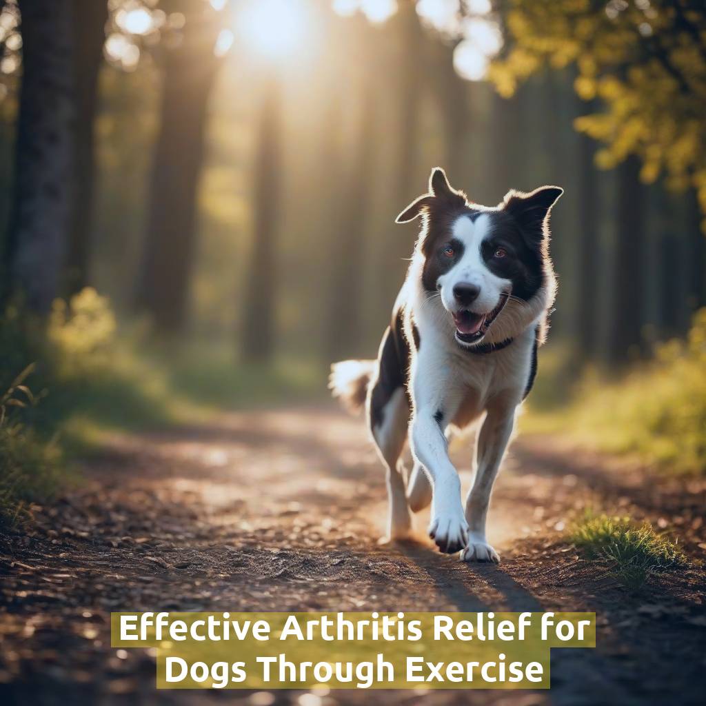 Effective Arthritis Relief for Dogs Through Exercise