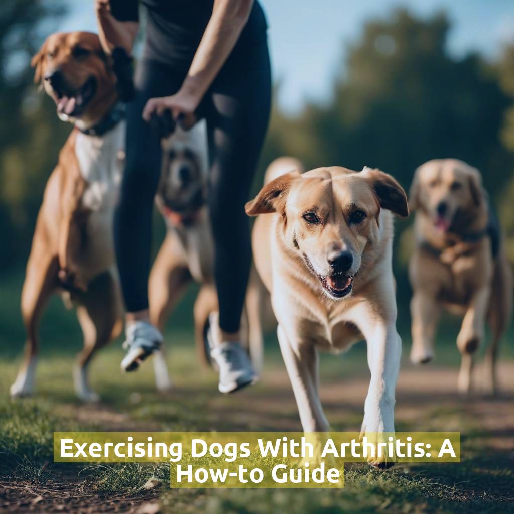 Exercising Dogs With Arthritis: A How-to Guide