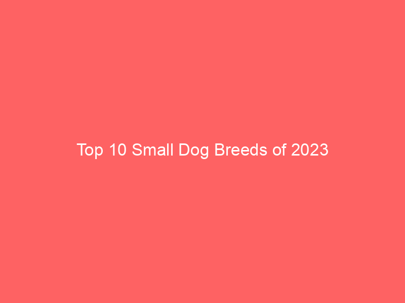 top 10 small dog breeds of 2023 5478