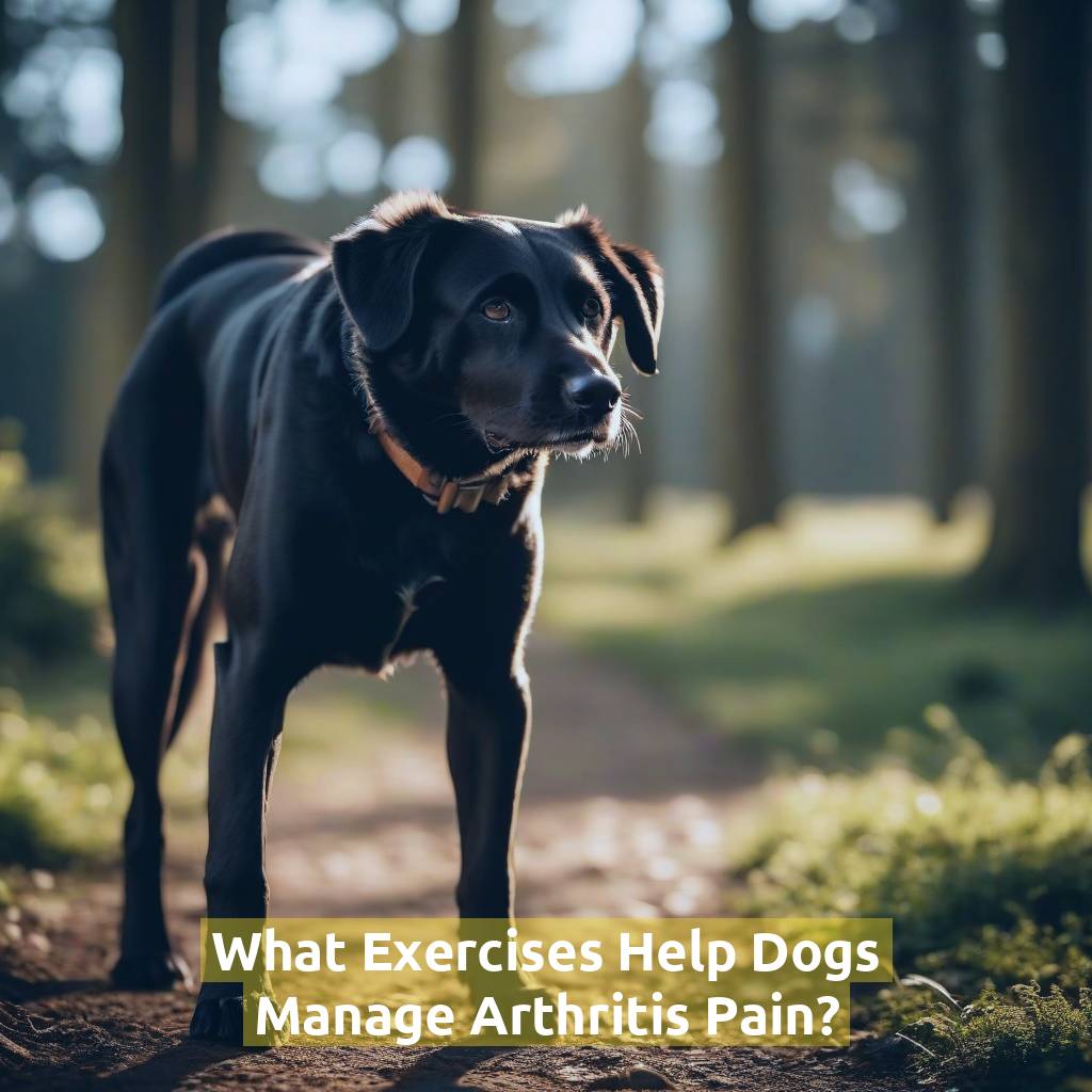 What Exercises Help Dogs Manage Arthritis Pain?