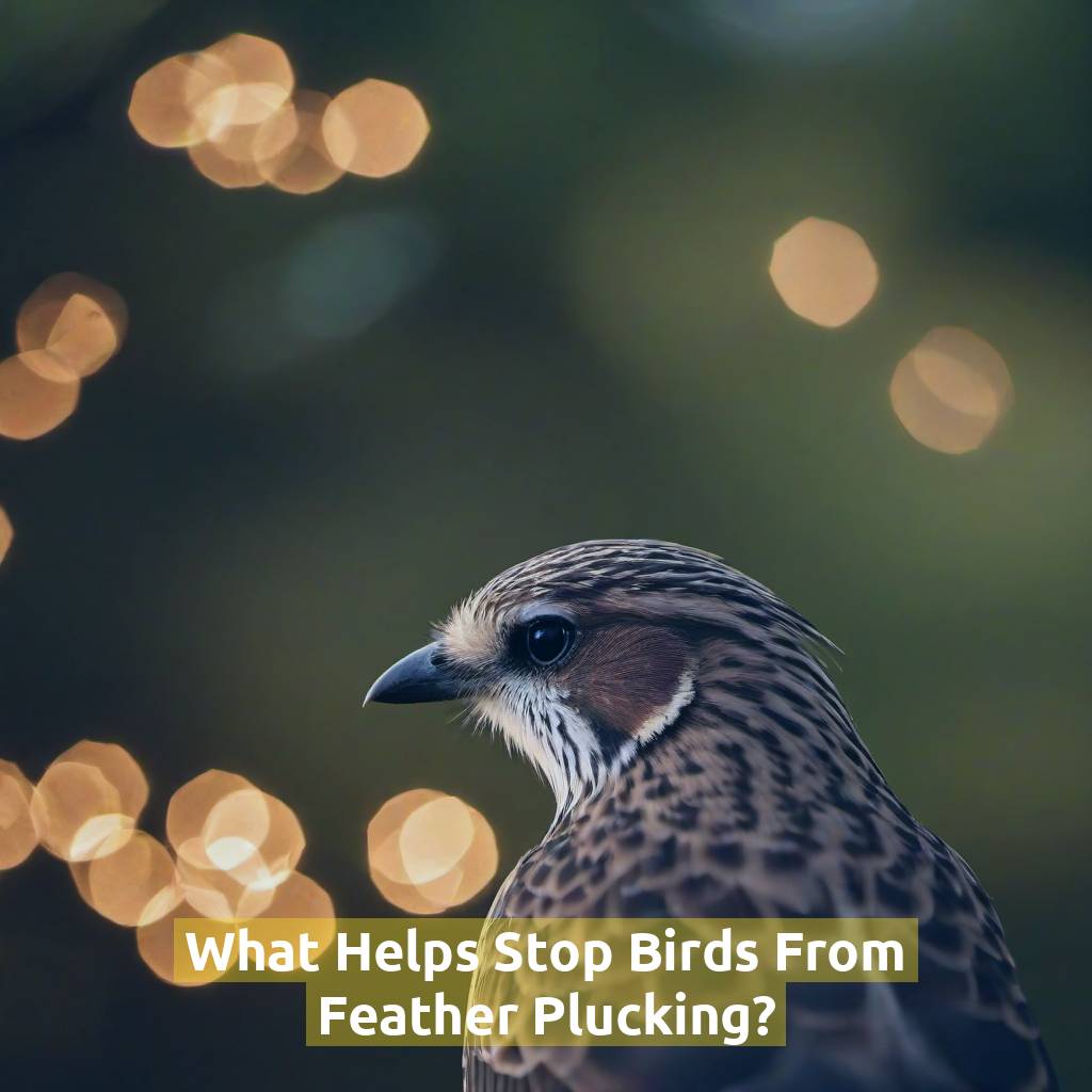 What Helps Stop Birds From Feather Plucking?