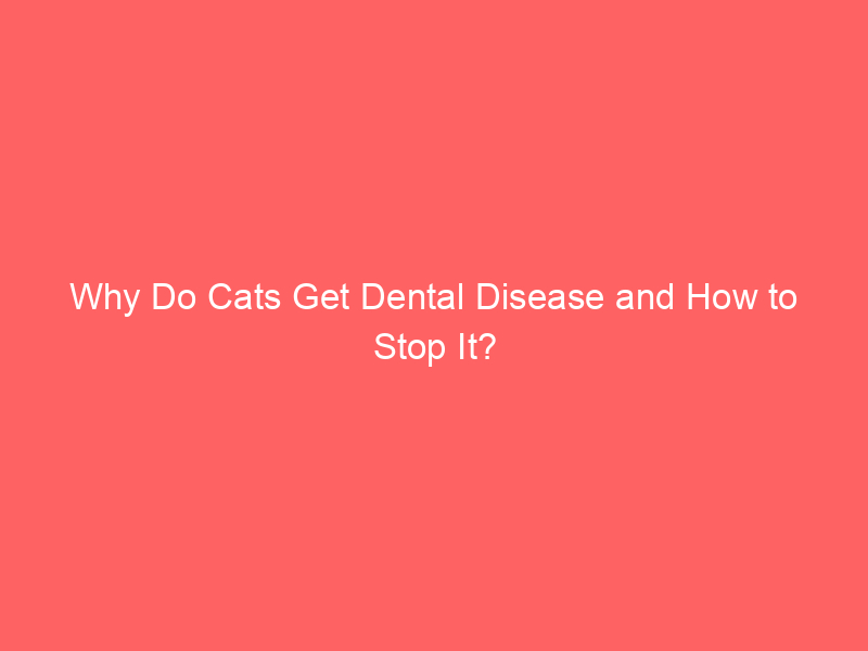 why do cats get dental disease and how to stop it 5322