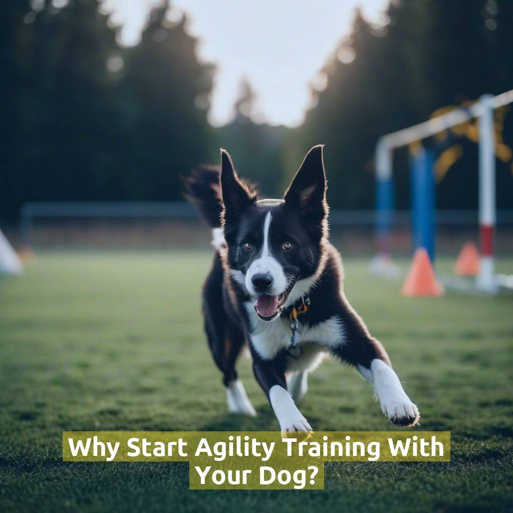 Why Start Agility Training With Your Dog?