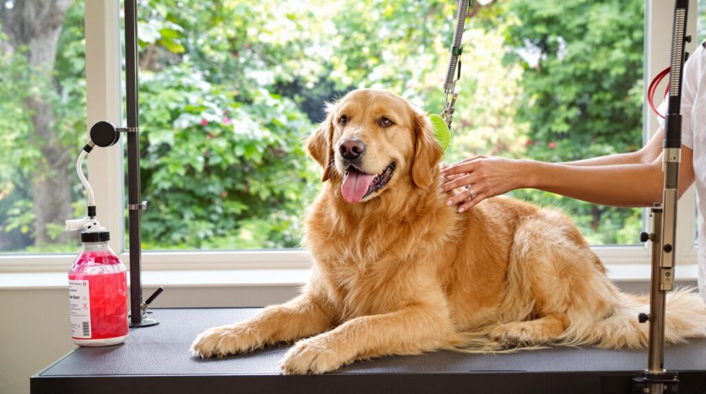 5-minute-guide-calming-dogs-during-grooming-sessions - Grooming Guides